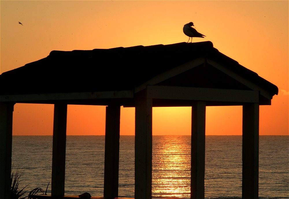 (52) Dscf0135.jpg   (1000x689)   194 Kb                                    Click to display next picture