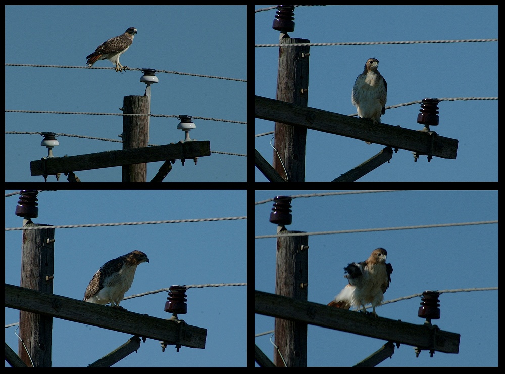 (01) hawk montage.jpg   (1000x740)   226 Kb                                    Click to display next picture