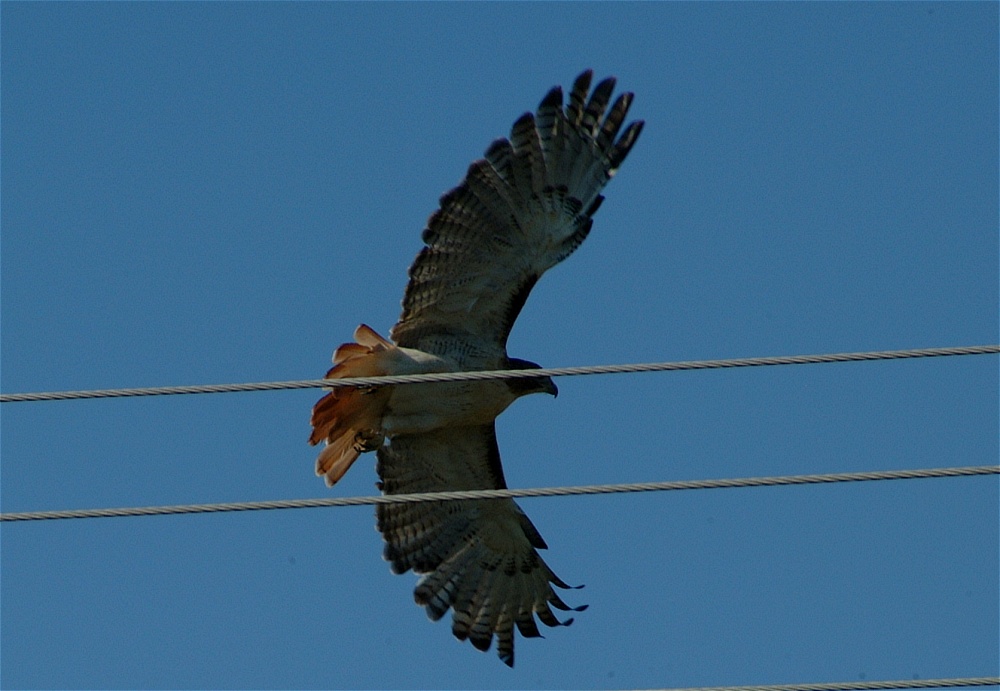 (02) Dscf8027.jpg   (1000x691)   182 Kb                                    Click to display next picture