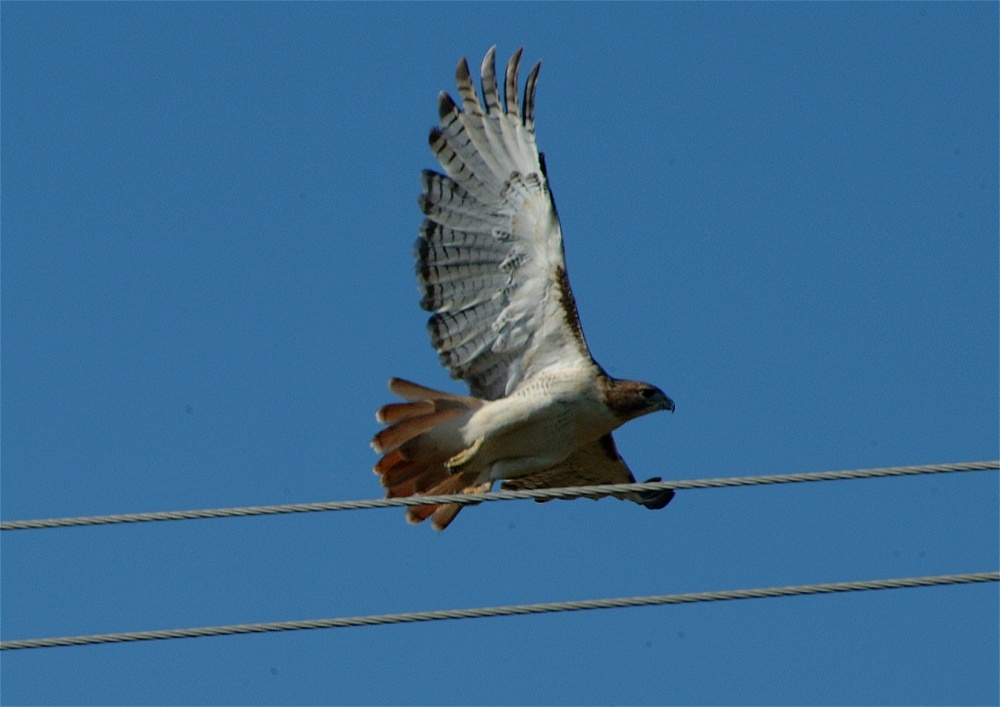 (03) Dscf8032.jpg   (1000x707)   177 Kb                                    Click to display next picture