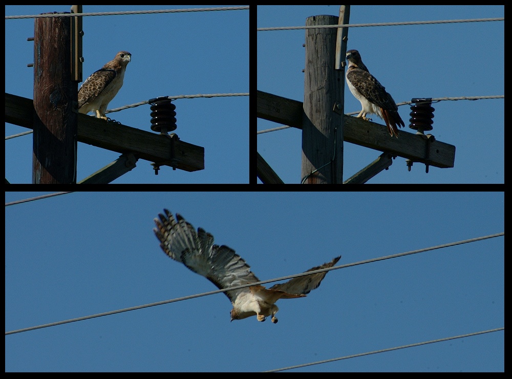 (04) hawk montage.jpg   (1000x740)   213 Kb                                    Click to display next picture