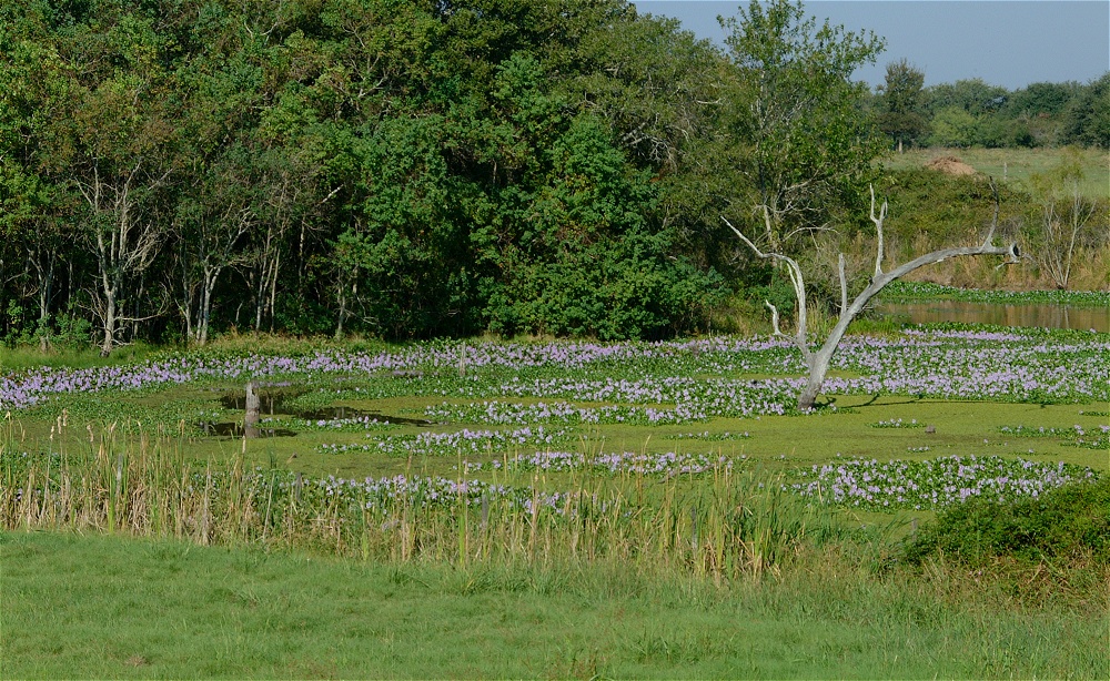 (05) Dscf8035.jpg   (1000x614)   442 Kb                                    Click to display next picture