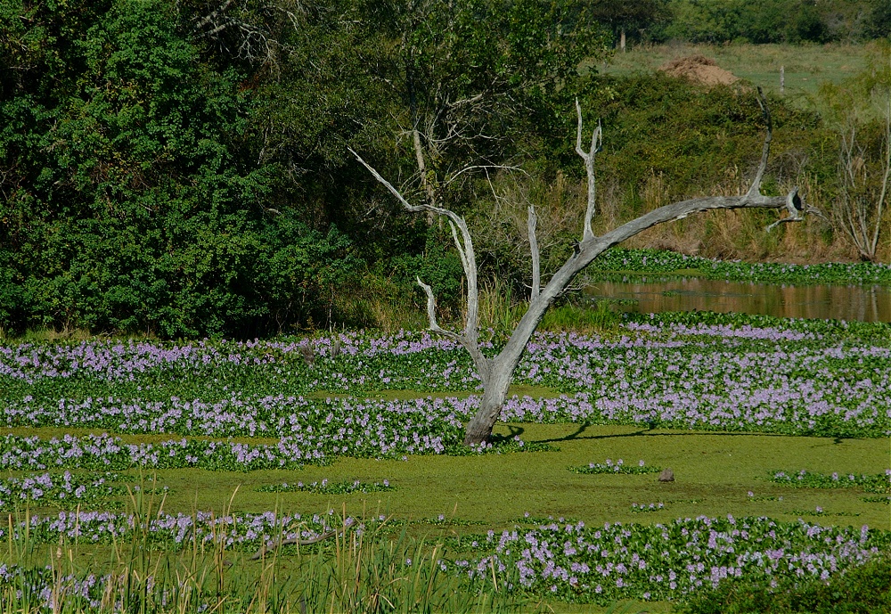 (06) Dscf8036.jpg   (1000x689)   540 Kb                                    Click to display next picture