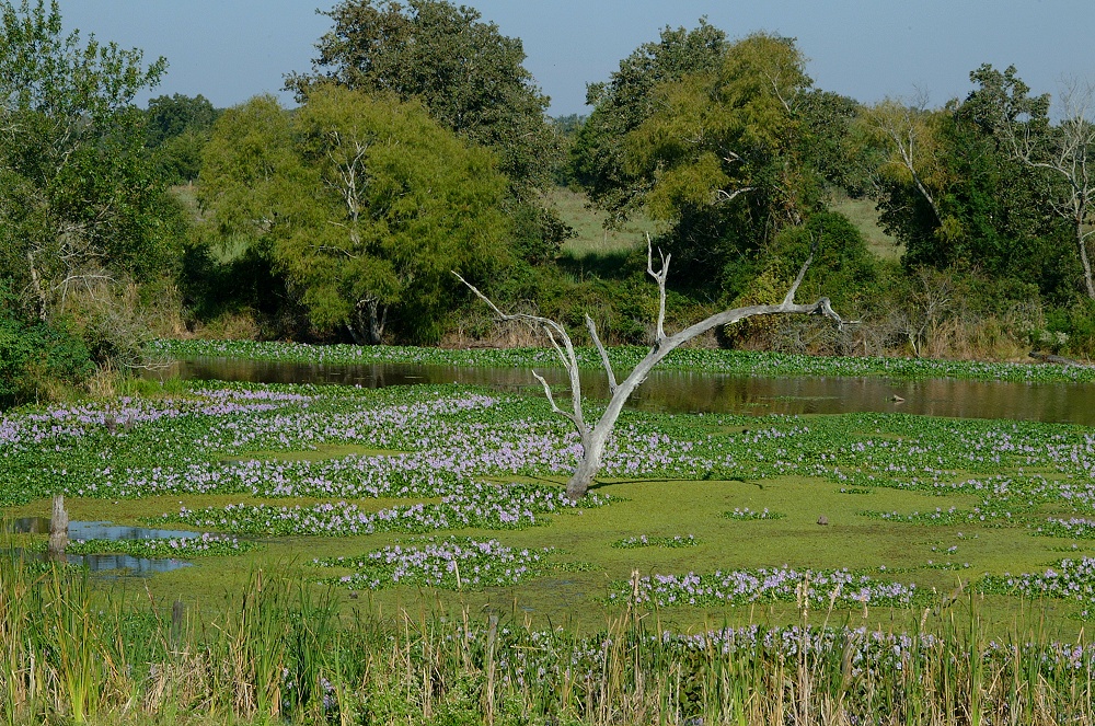 (07) Dscf8037.jpg   (1000x663)   498 Kb                                    Click to display next picture