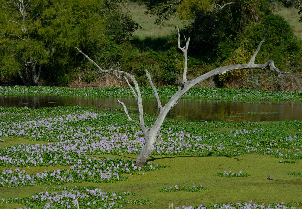 (08) Dscf8038.jpg   (1000x692)   440 Kb                                    Click to display next picture