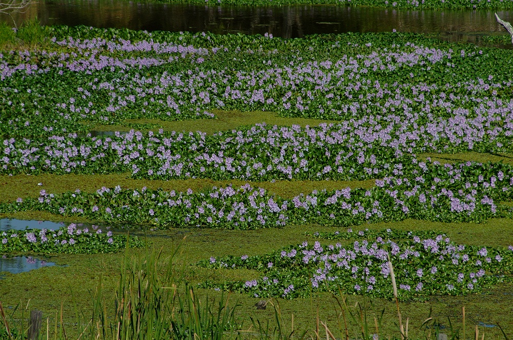 (09) Dscf8039.jpg   (1000x663)   528 Kb                                    Click to display next picture