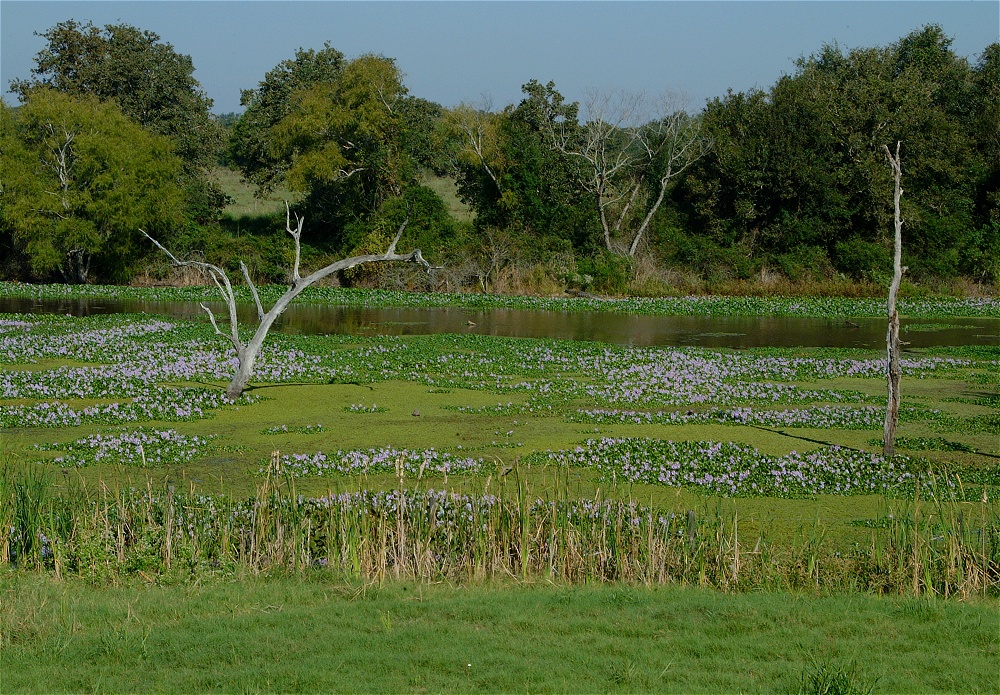 (10) Dscf8040.jpg   (1000x695)   477 Kb                                    Click to display next picture