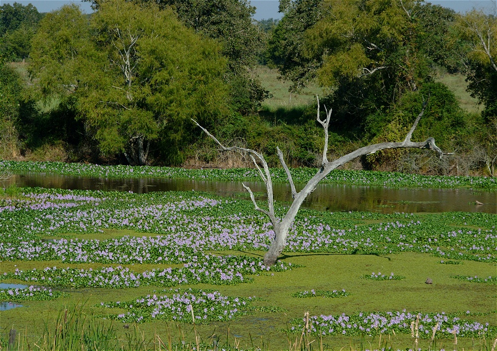 (11) Dscf8041.jpg   (1000x707)   532 Kb                                    Click to display next picture