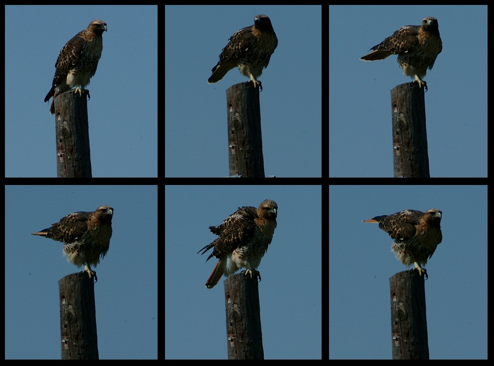 (12) hawk montage.jpg   (1000x740)   215 Kb                                    Click to display next picture