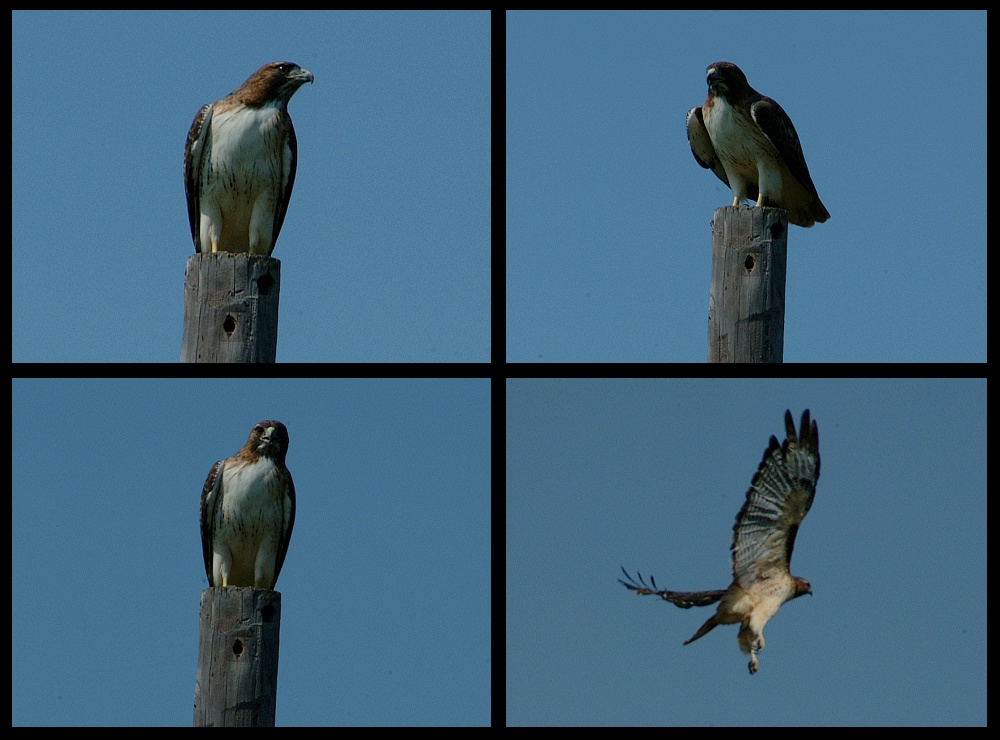 (16) hawk montage.jpg   (1000x740)   201 Kb                                    Click to display next picture