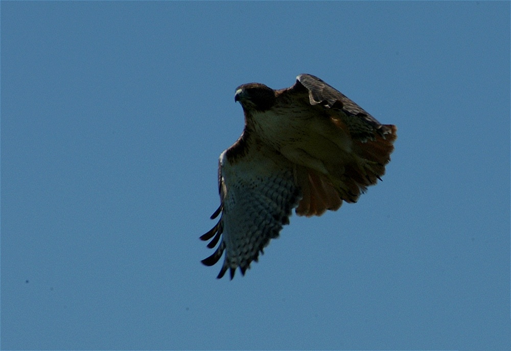 (17) Dscf8074.jpg   (1000x688)   167 Kb                                    Click to display next picture