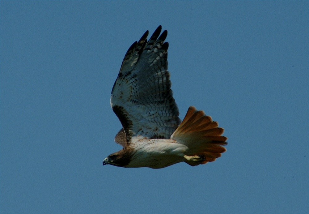 (18) Dscf8075.jpg   (1000x692)   177 Kb                                    Click to display next picture