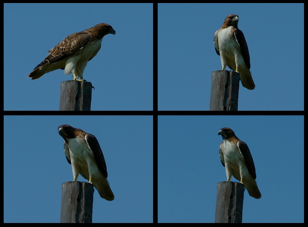 (20) hawk montage.jpg   (1000x740)   208 Kb                                    Click to display next picture