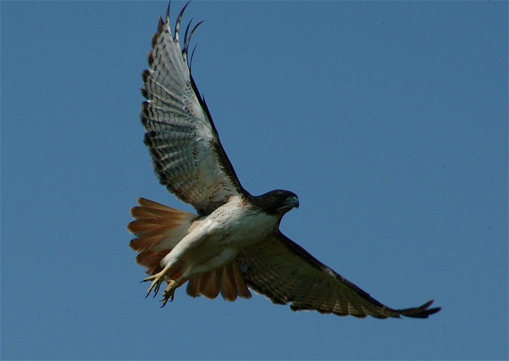 (21) Dscf8082.jpg   (1000x710)   190 Kb                                    Click to display next picture