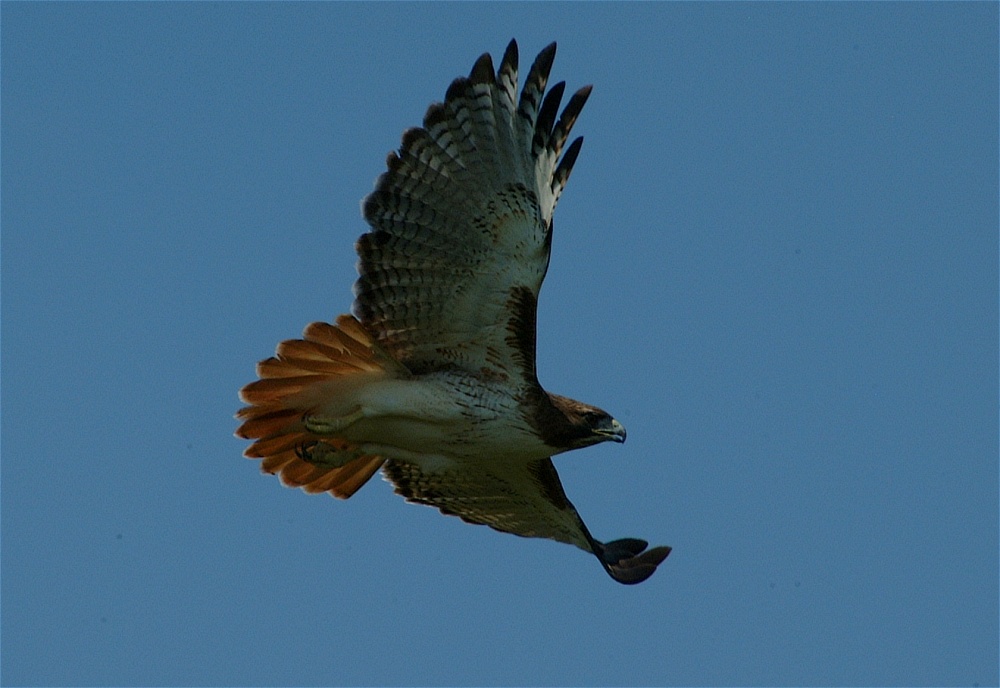 (22) Dscf8083.jpg   (1000x688)   176 Kb                                    Click to display next picture