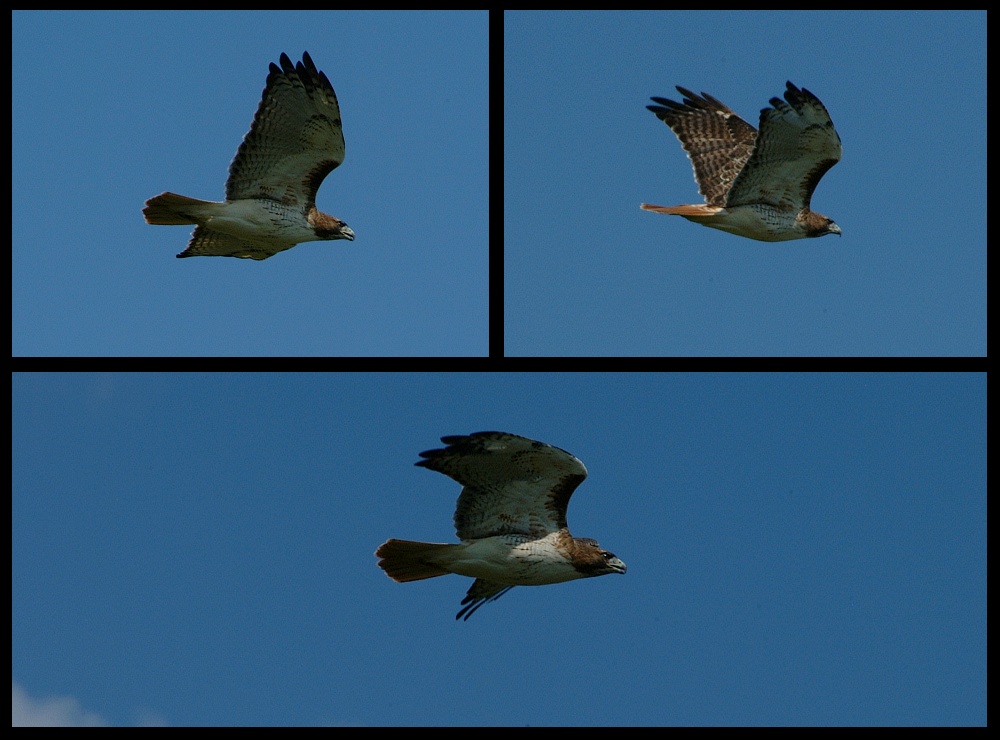 (23) hawk montage.jpg   (1000x740)   196 Kb                                    Click to display next picture