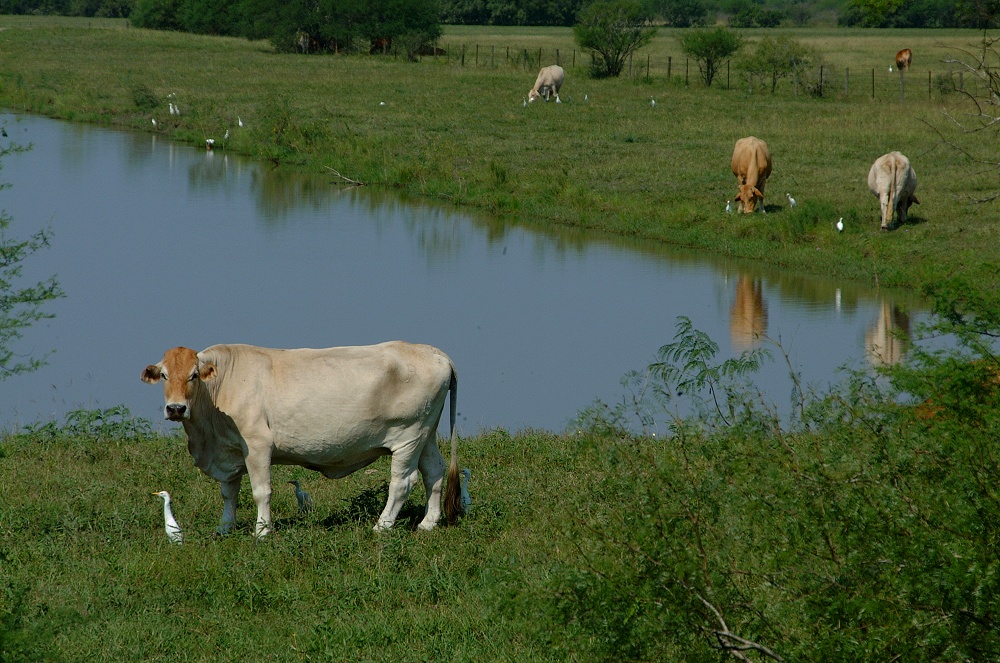 (24) Dscf8093.jpg   (1000x663)   322 Kb                                    Click to display next picture