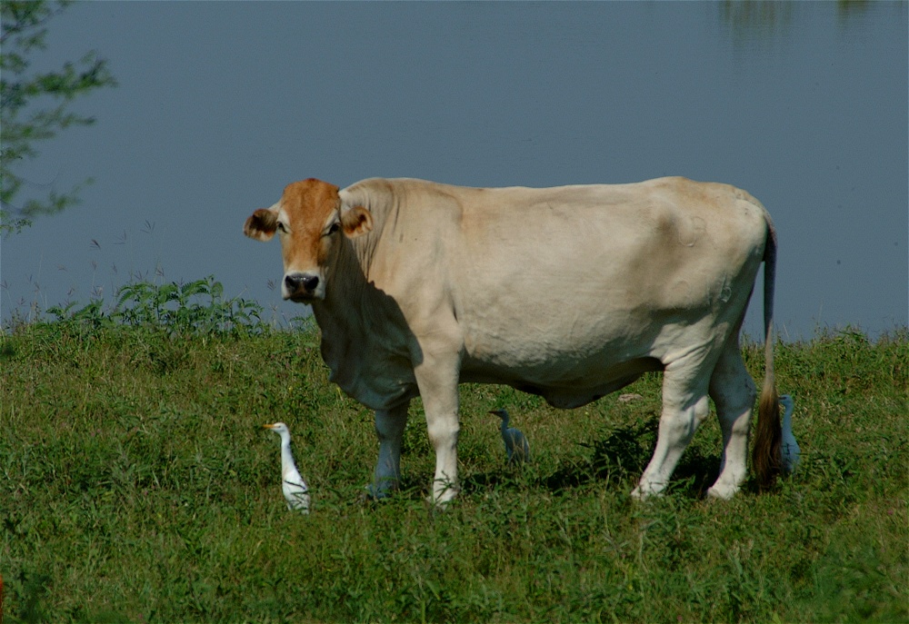 (25) Dscf8094.jpg   (1000x687)   270 Kb                                    Click to display next picture