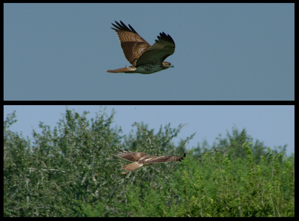 (26) hawk montage.jpg   (1000x740)   237 Kb                                    Click to display next picture