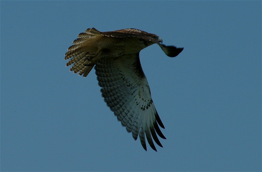 (27) Dscf8096.jpg   (1000x659)   166 Kb                                    Click to display next picture