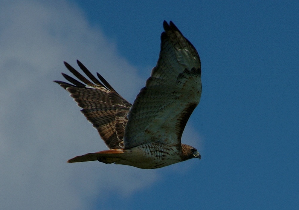 (28) Dscf8108.jpg   (1000x703)   161 Kb                                    Click to display next picture