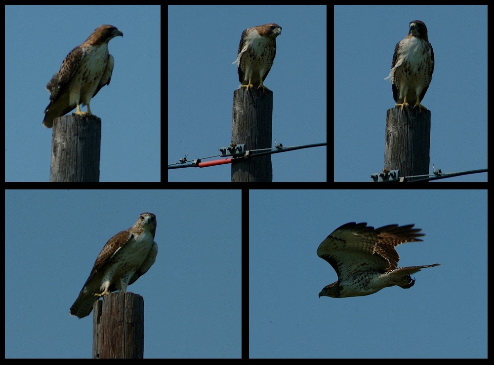 (29) hawk montage.jpg   (1000x740)   202 Kb                                    Click to display next picture