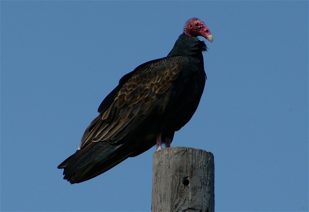 (30) Dscf5002.jpg   (1000x685)   166 Kb                                    Click to display next picture