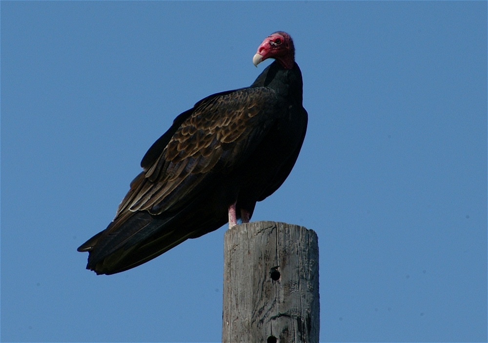 (31) Dscf5003.jpg   (1000x702)   175 Kb                                    Click to display next picture