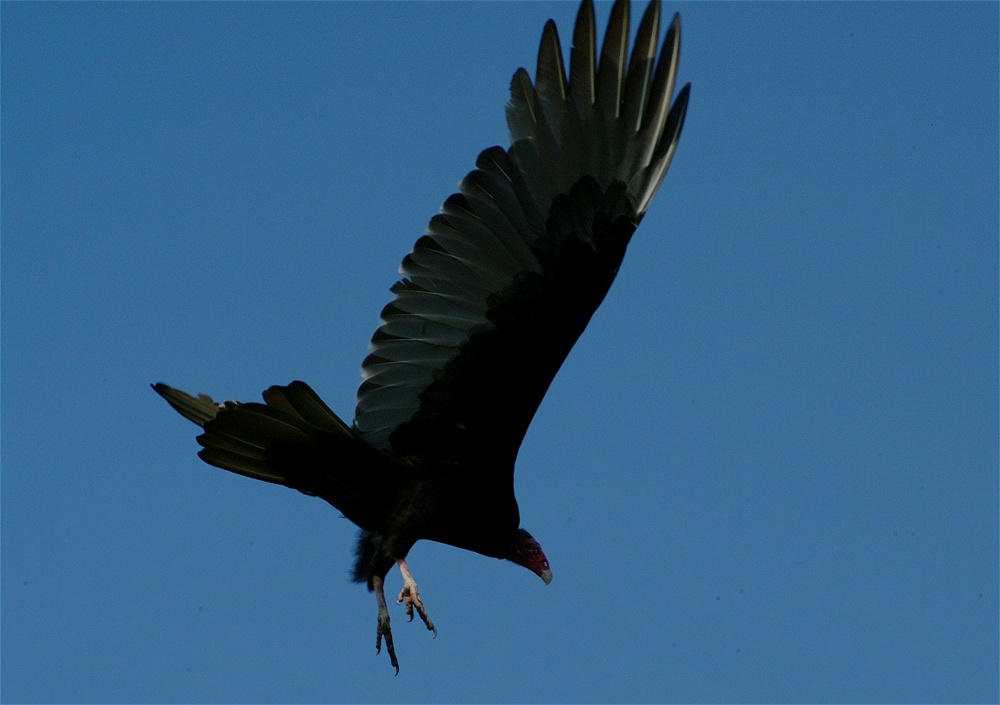 (33) Dscf5006.jpg   (1000x705)   172 Kb                                    Click to display next picture