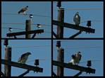 (01) hawk montage.jpg    (1000x740)    226 KB                              click to see enlarged picture
