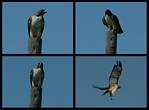 (16) hawk montage.jpg    (1000x740)    201 KB                              click to see enlarged picture