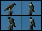 (20) hawk montage.jpg    (1000x740)    208 KB                              click to see enlarged picture