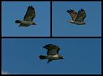 (23) hawk montage.jpg    (1000x740)    196 KB                              click to see enlarged picture