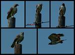 (29) hawk montage.jpg    (1000x740)    202 KB                              click to see enlarged picture
