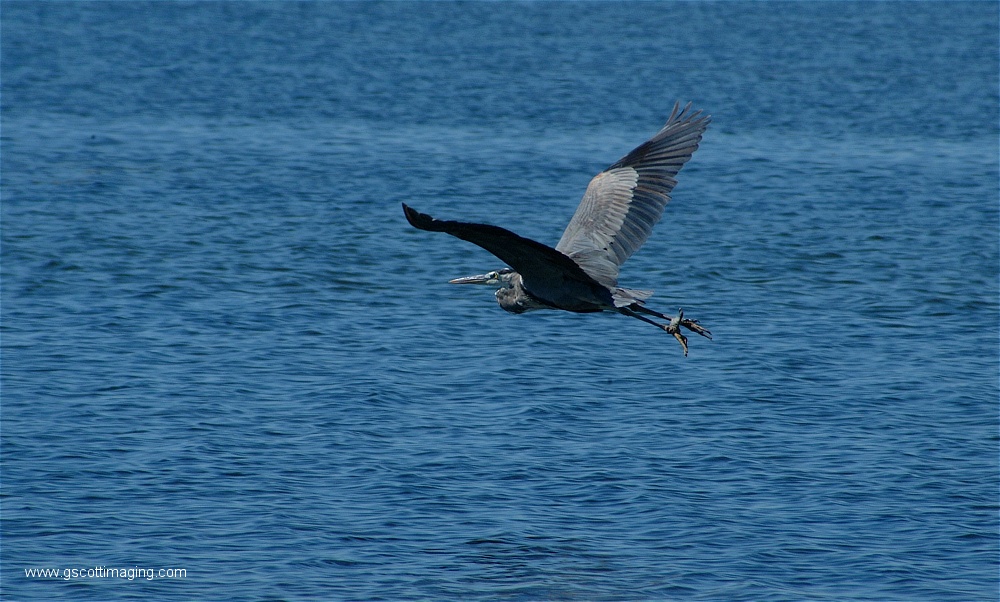 (01) Dscf2634.jpg   (1000x602)   249 Kb                                    Click to display next picture