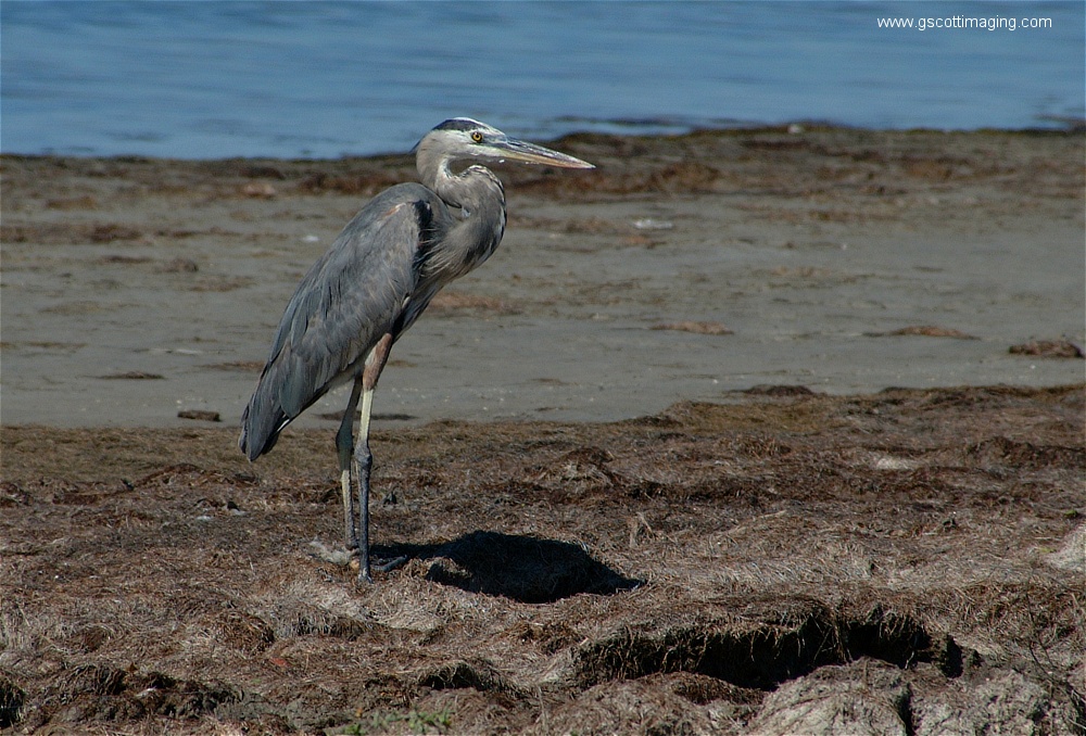 (02) Dscf2639.jpg   (1000x678)   314 Kb                                    Click to display next picture