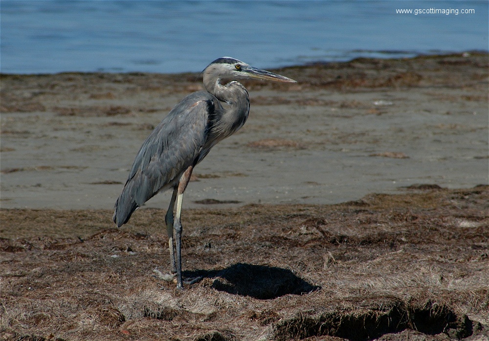 (03) Dscf2640.jpg   (1000x697)   297 Kb                                    Click to display next picture