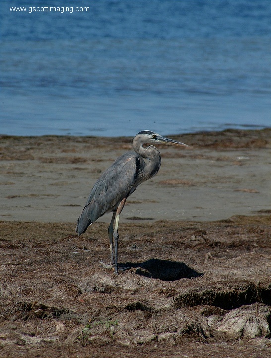 (04) Dscf2641.jpg   (546x720)   178 Kb                                    Click to display next picture