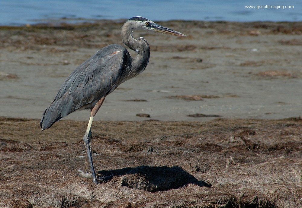 (05) Dscf2642.jpg   (1000x690)   316 Kb                                    Click to display next picture