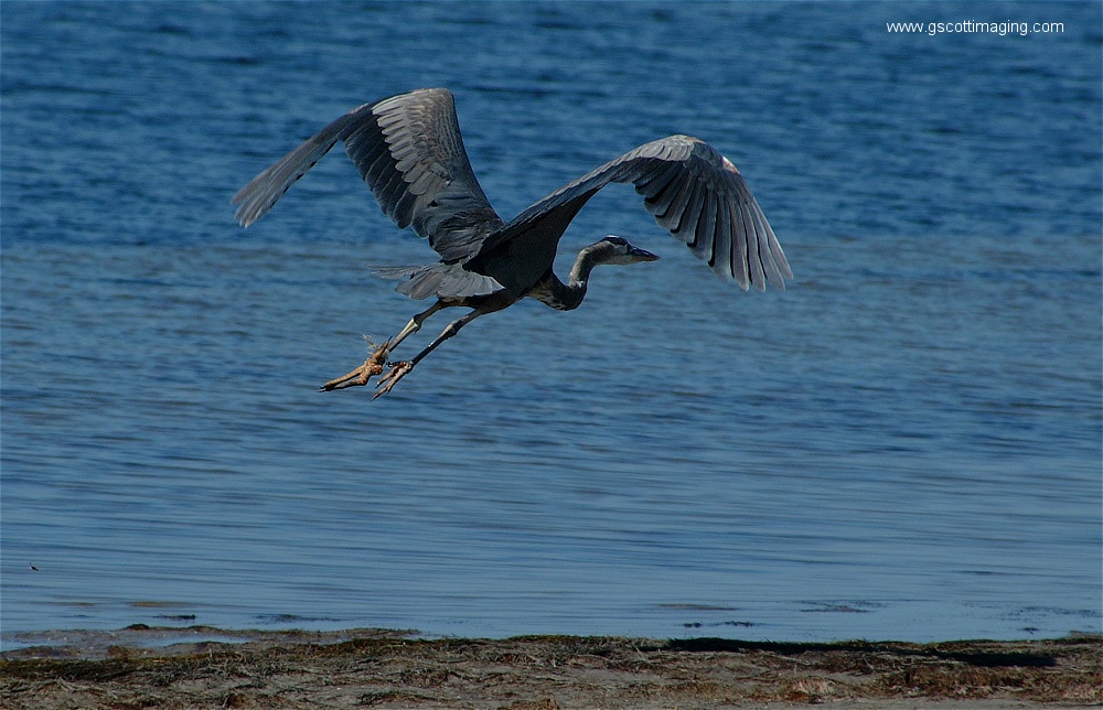 (07) Dscf2647.jpg   (1000x644)   247 Kb                                    Click to display next picture