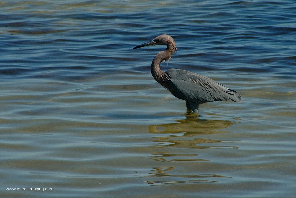 (11) Dscf2712.jpg   (1000x671)   229 Kb                                    Click to display next picture