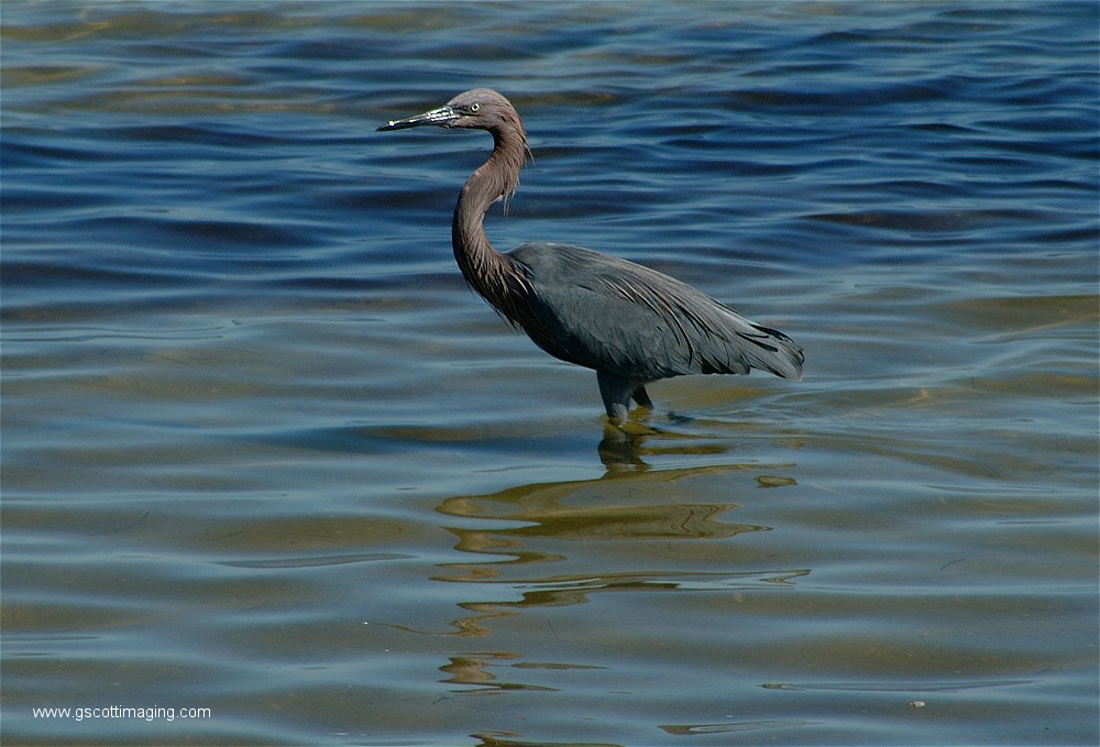 (12) Dscf2713.jpg   (1000x679)   227 Kb                                    Click to display next picture