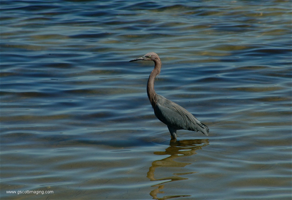 (13) Dscf2715.jpg   (1000x684)   219 Kb                                    Click to display next picture