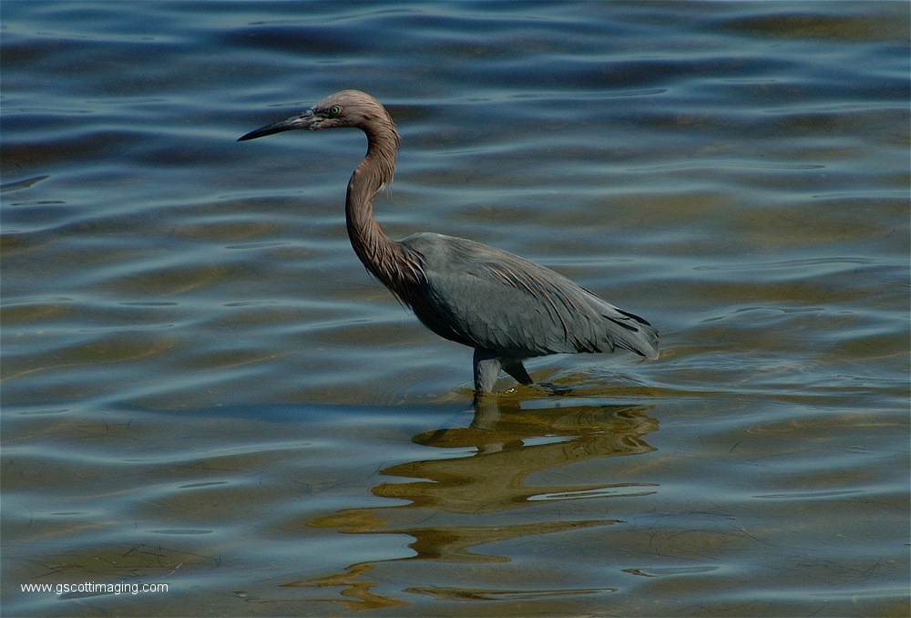 (15) Dscf2718.jpg   (1000x678)   225 Kb                                    Click to display next picture