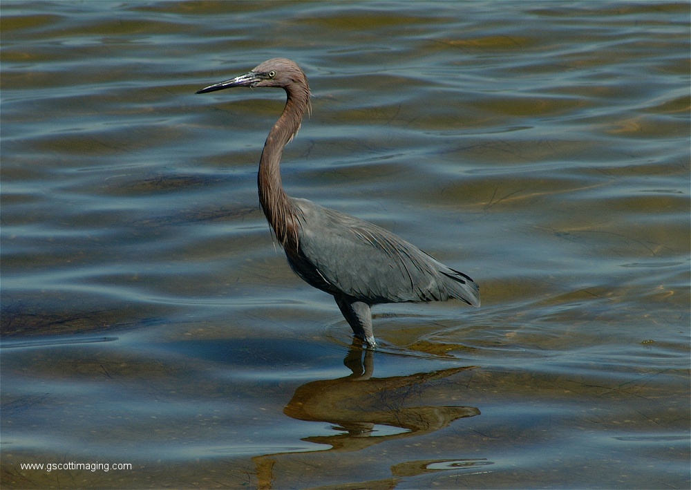 (16) Dscf2719.jpg   (1000x709)   237 Kb                                    Click to display next picture