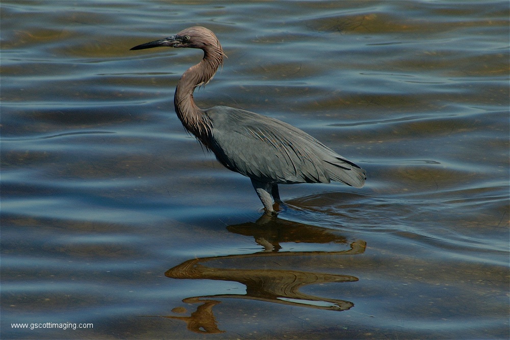 (17) Dscf2720.jpg   (1000x667)   229 Kb                                    Click to display next picture