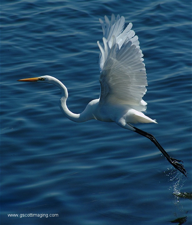 (21) Dscf2727.jpg   (615x720)   155 Kb                                    Click to display next picture