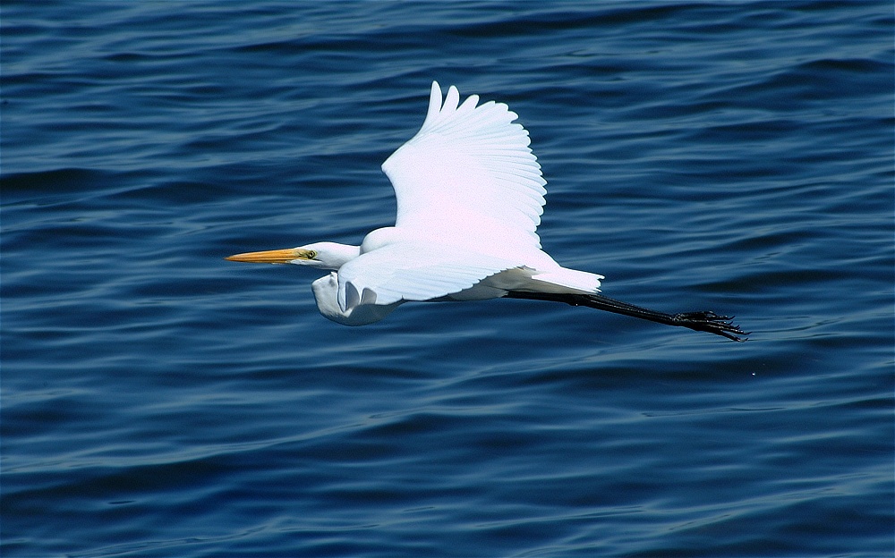 (22) Dscf2729.jpg   (1000x624)   207 Kb                                    Click to display next picture