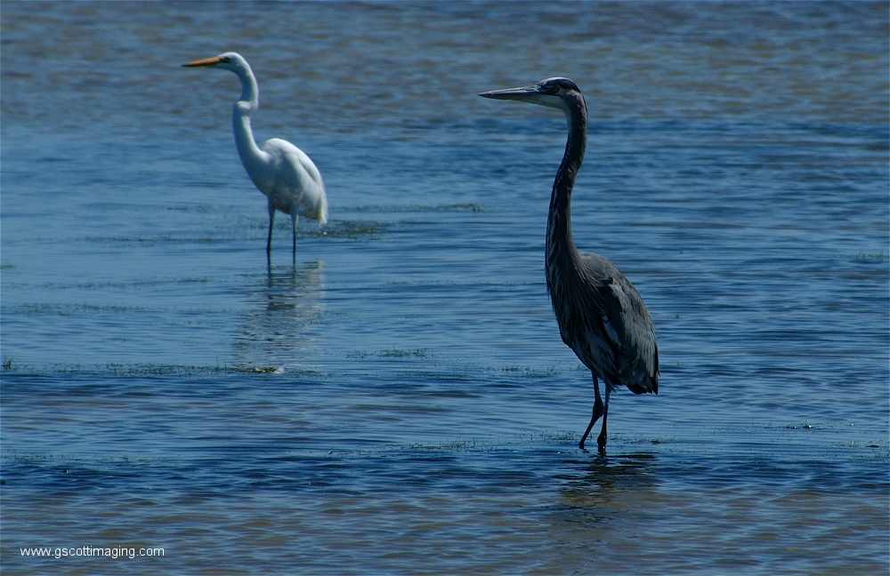 (25) Dscf2733.jpg   (1000x648)   249 Kb                                    Click to display next picture