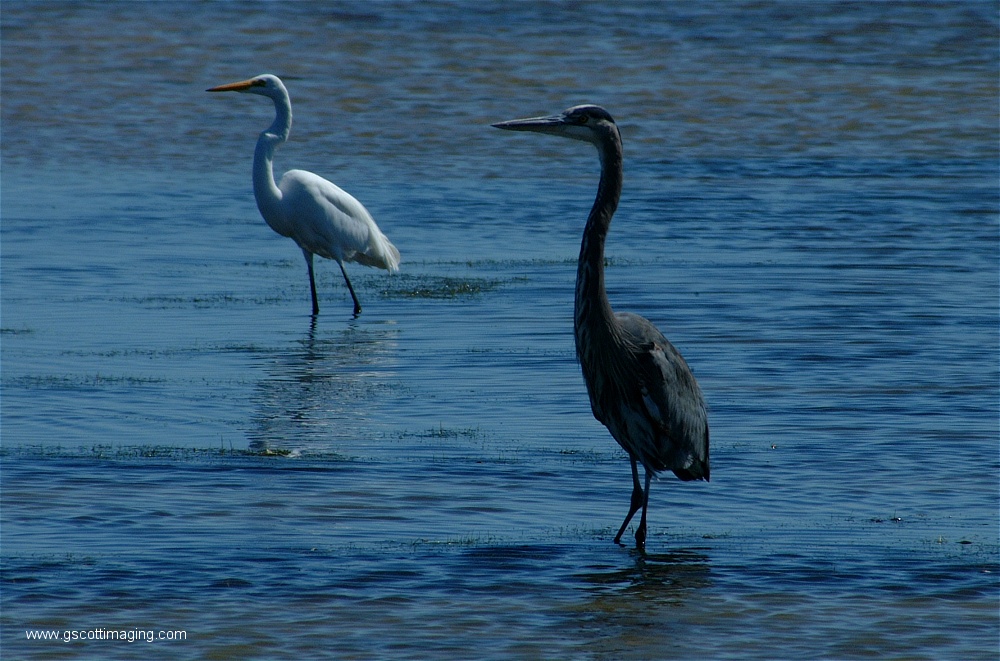 (26) Dscf2734.jpg   (1000x661)   267 Kb                                    Click to display next picture